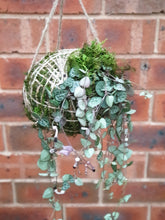 Load image into Gallery viewer, Hanging Kokedama(Chain of heart or Rhapsais)

