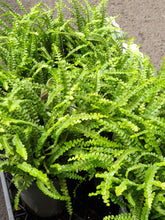 Load image into Gallery viewer, Fern(14cm)
