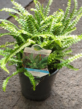 Load image into Gallery viewer, Fern(14cm)
