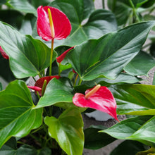Load image into Gallery viewer, Anthurium gift set
