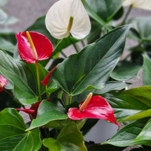 Load image into Gallery viewer, Anthurium gift set
