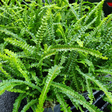 Load image into Gallery viewer, Duffii Fern(Nephrolepis cordifolia
