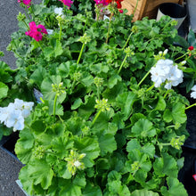 Load image into Gallery viewer, Geranium(Pellagonium)
