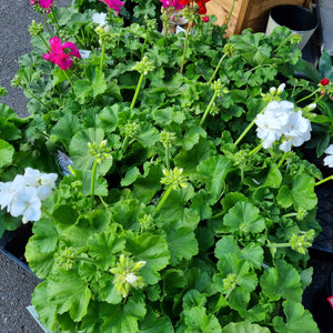 Geranium(Pellagonium)