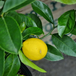 Dwarf Meyer Lemon tree
