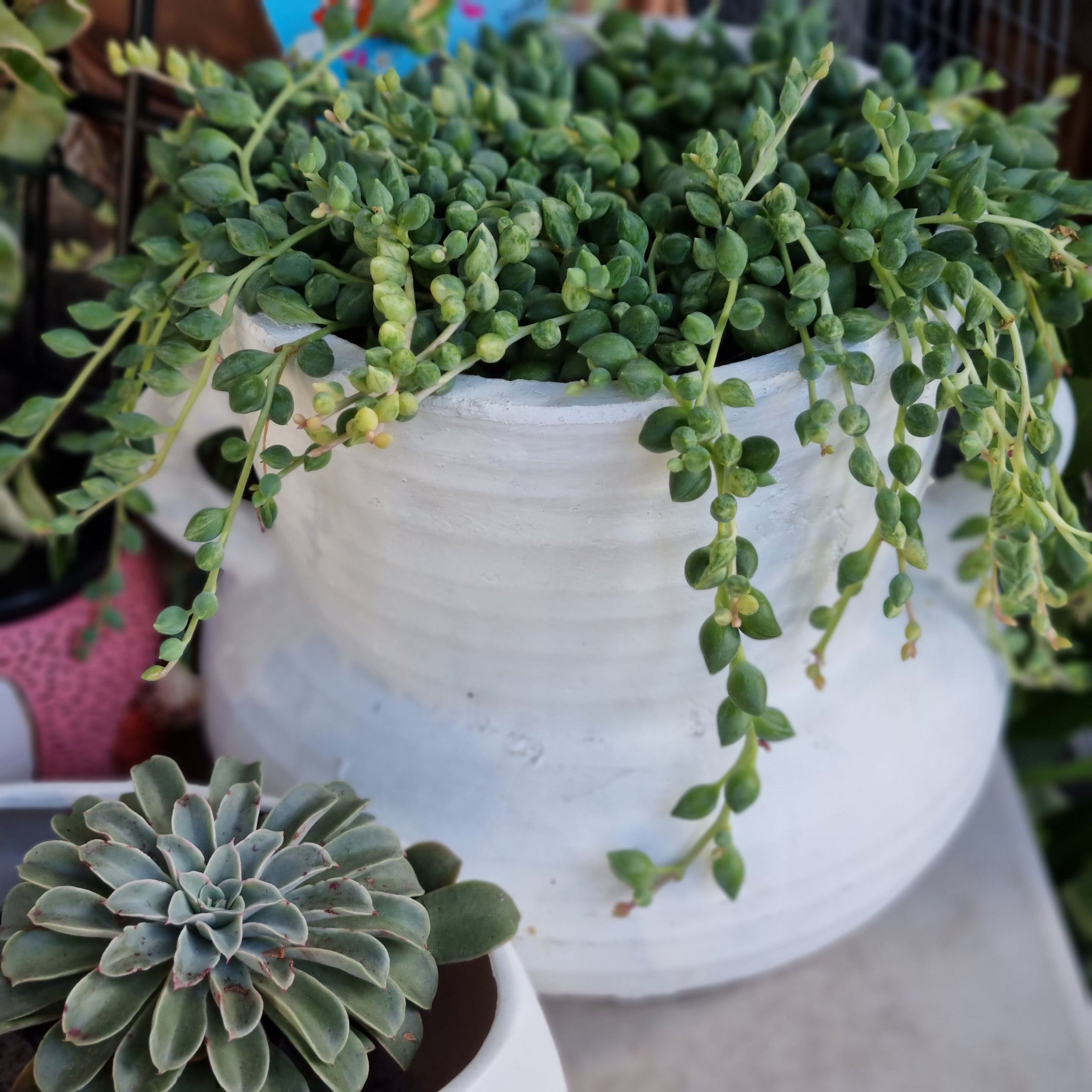 String of pearls/Crown of tears(trailing succulents)