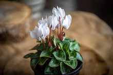 Load image into Gallery viewer, Cyclamen (SM/LG)
