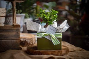 Bonsai gift set