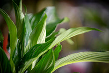 Load image into Gallery viewer, Peace lily gift set
