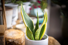 Load image into Gallery viewer, Sanseveria gift set
