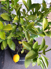 Load image into Gallery viewer, Citrus Tree
