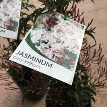 Load image into Gallery viewer, Jasminum Polyanthum (Common Jasmine)
