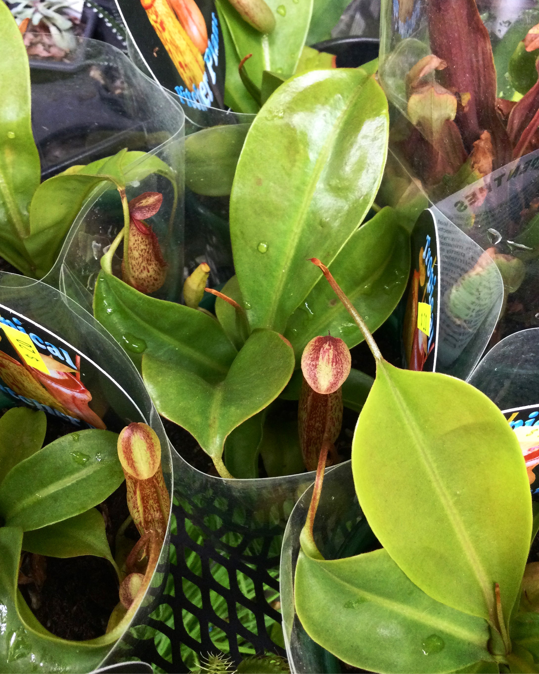 Pitcher Plant (carnivorous plant)