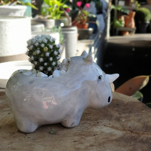 Rhino Pot