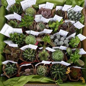 Succulents gift/  event set(quote only)