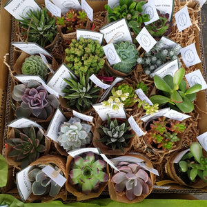 Succulents gift/  event set(quote only)