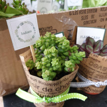 Load image into Gallery viewer, Succulents gift/  event set(quote only)
